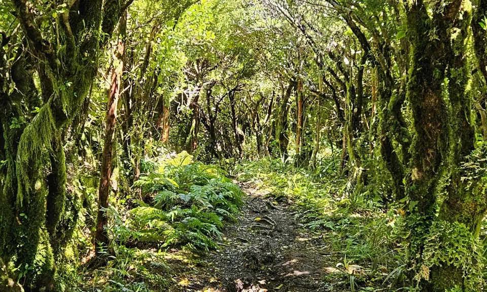 Wilkie and The Enchanted Ridge, Taranaki