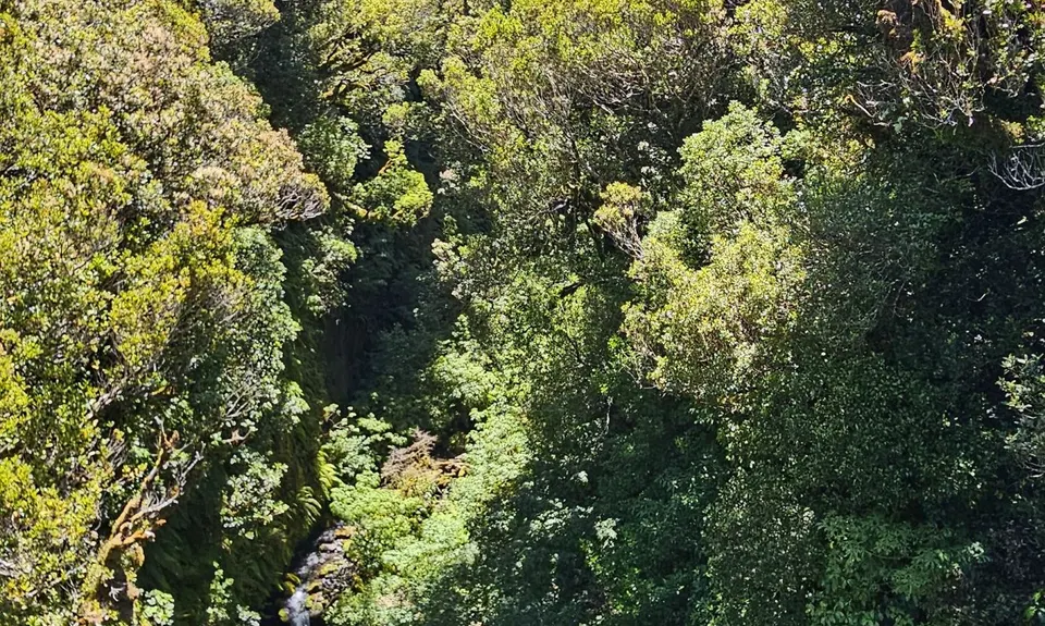 Wilkie and The Enchanted Ridge, Taranaki