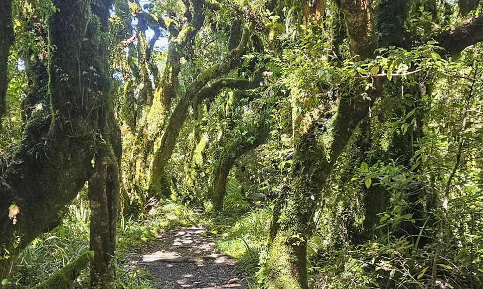 Wilkie and The Enchanted Ridge, Taranaki