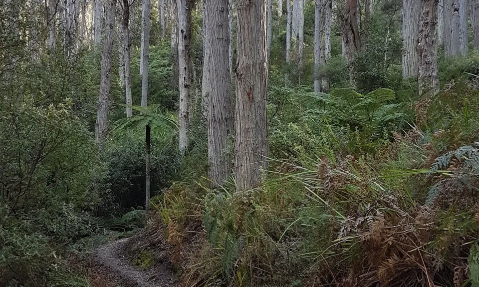 Wilson's Prom Loop, Victoria