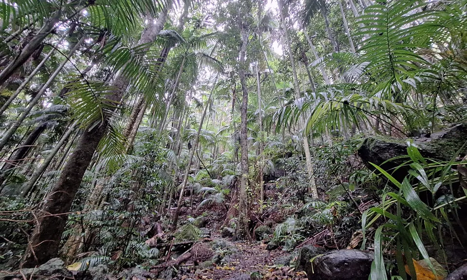 Witchy woo wander, Queensland