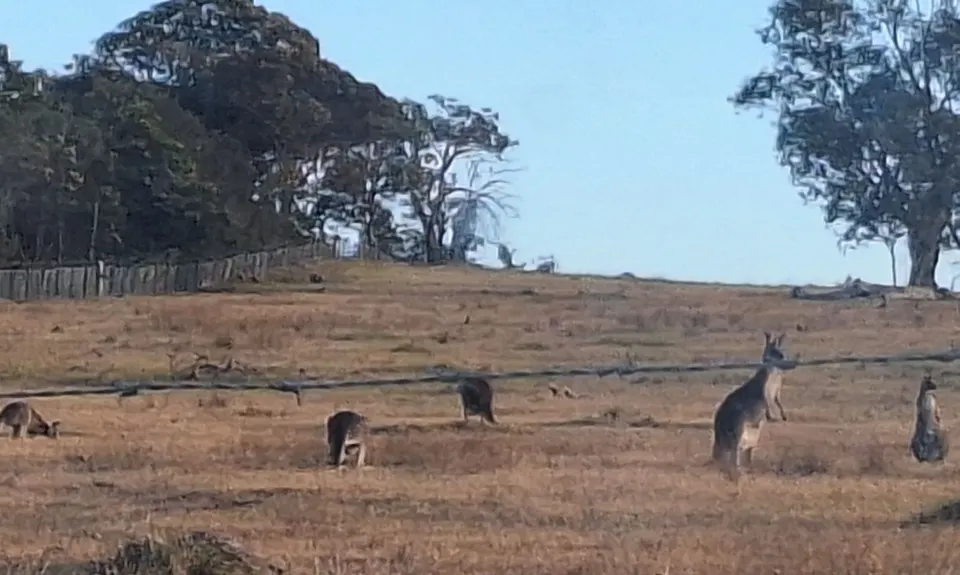 You Yangs Yahoo, Victoria